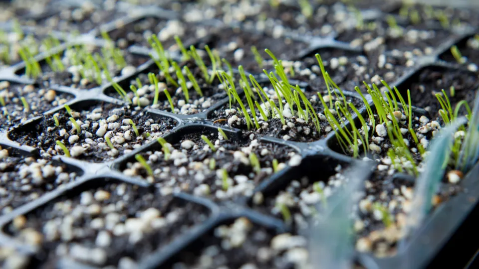 Planting Leeks