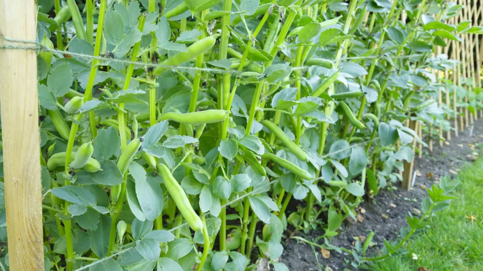 Broad Beans