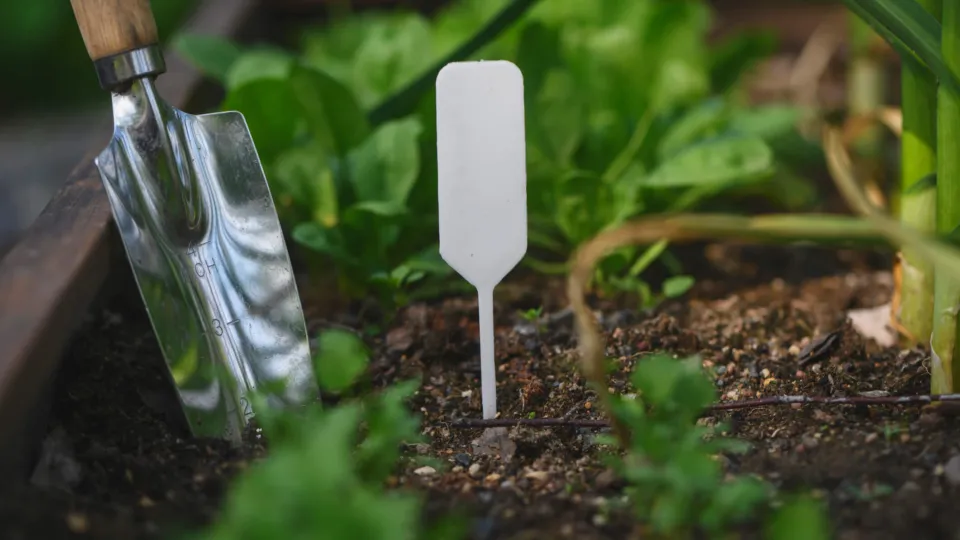 Planting Parsley