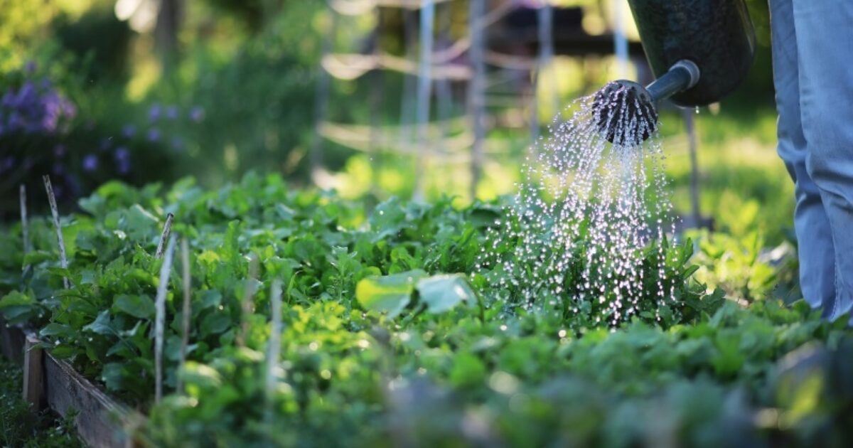 How to avoid overwatering your plants | Irrigatia