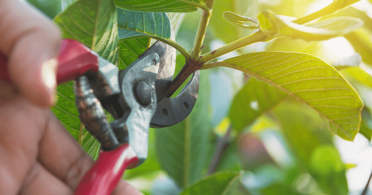 Your Seasonal Pruning Guide for Growth in Winter | Irrigatia
