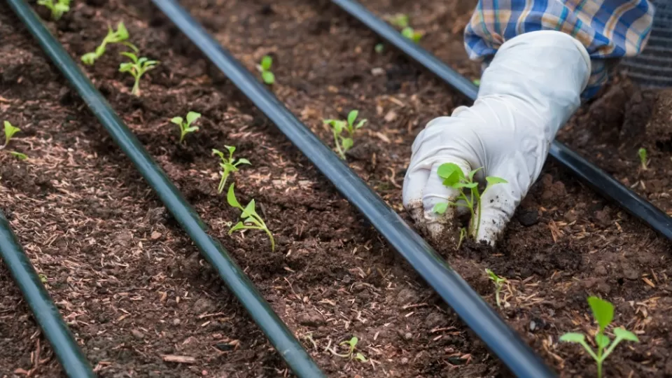 Solar irrigation pipes set up across dirt