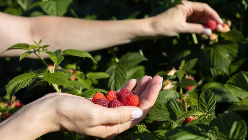 Picking ripe raspberries from a raspberry bush.