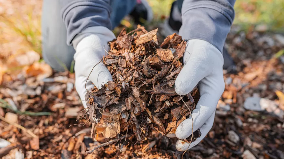 A hand full of garden mulch.