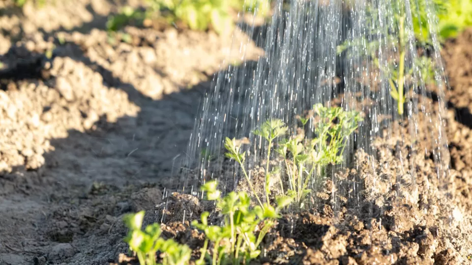 Pouring boiling water to kill weeds.