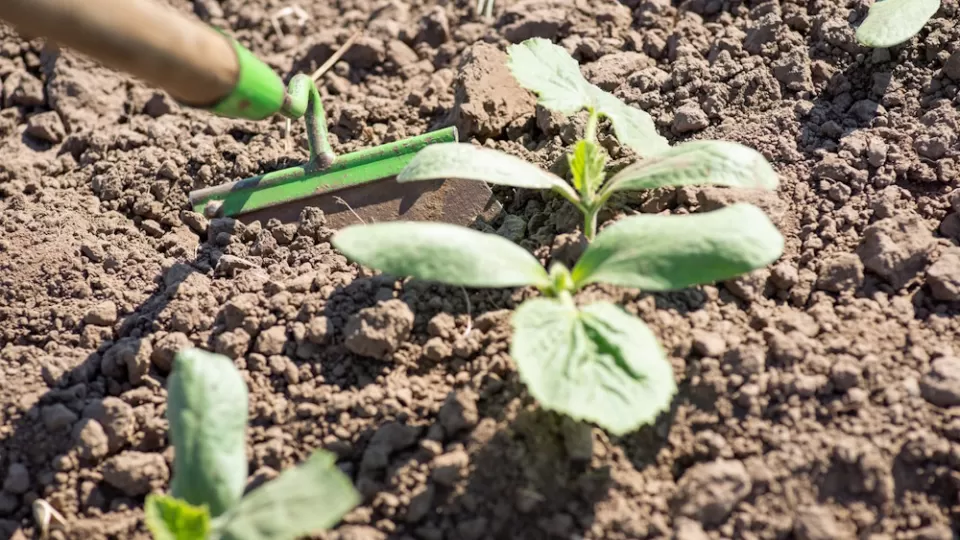 Hoeing soil to remove weeds from around a plant.