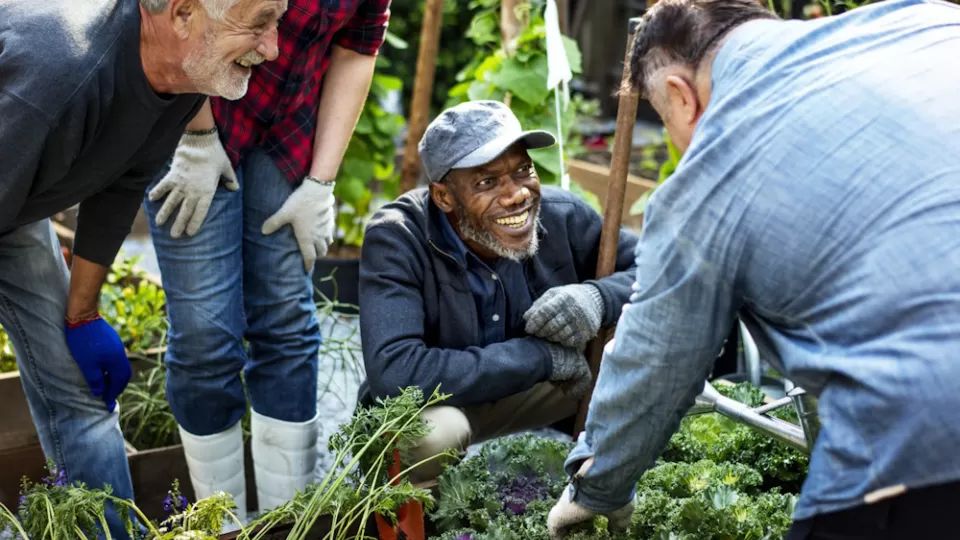 Group of individuals laughing while gardening in an allotment.