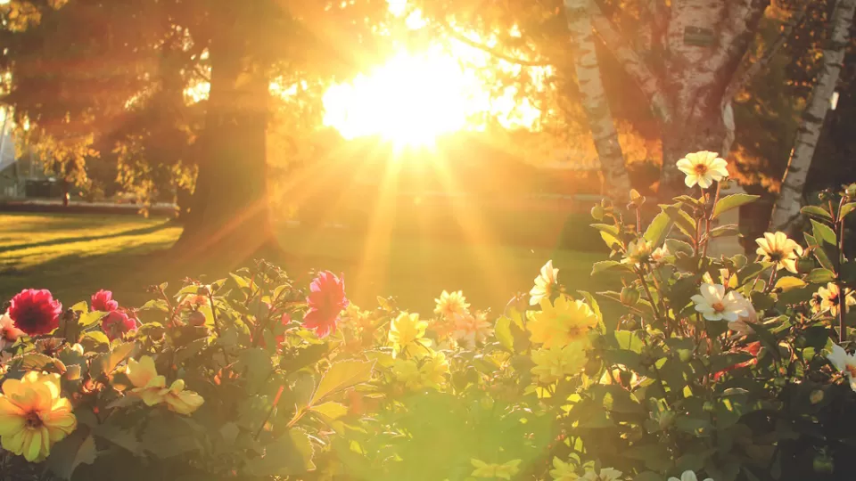 Sun shining down on garden flowers.