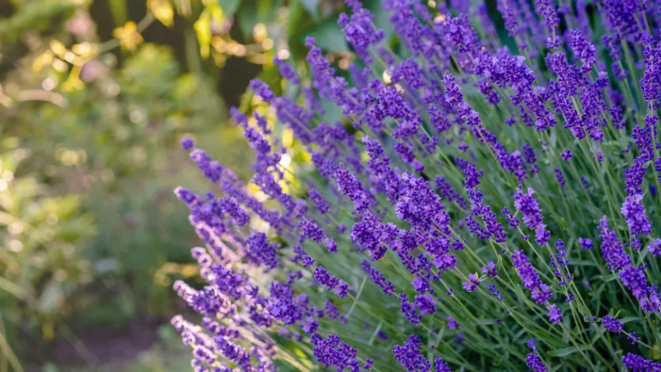 Thriving and vibrant native lavender bush.