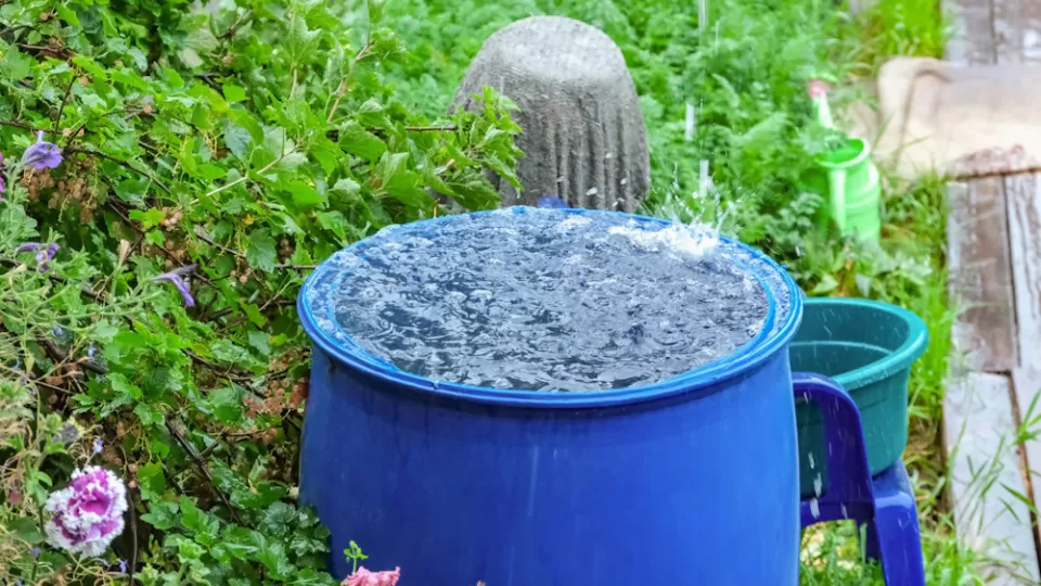 Blue garden water butt set amongst garden plants.