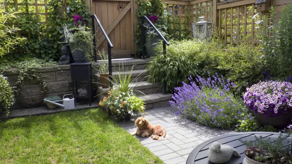 Fragrant lavender set amongst a small garden.