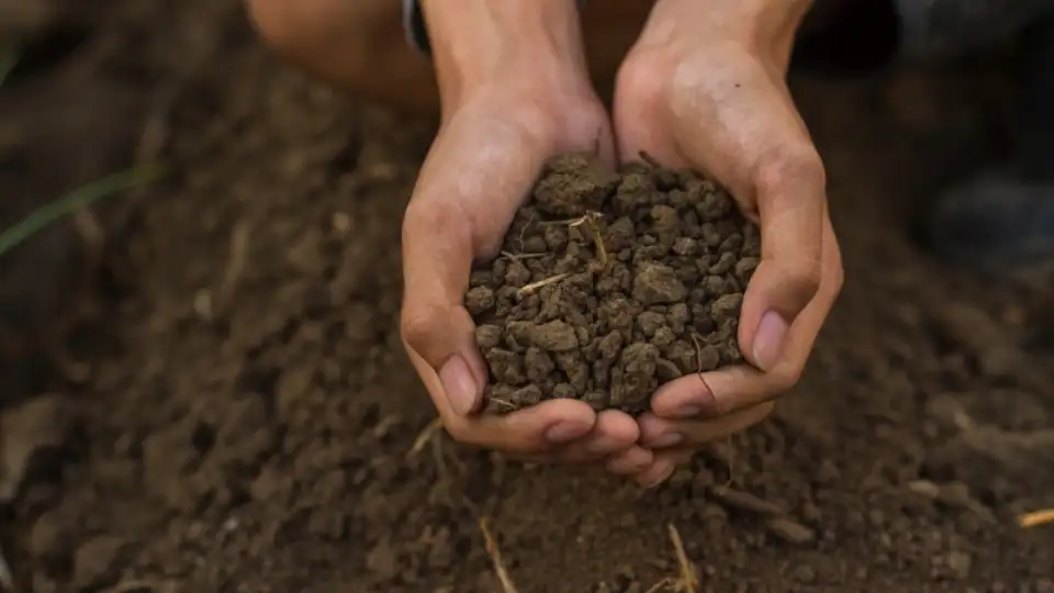 holding soil in hands avoid overwatering