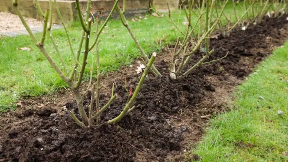 Mulched rose bed to avoid overwatering