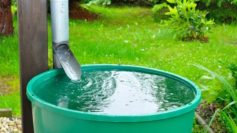 Collecting rainwater barrel