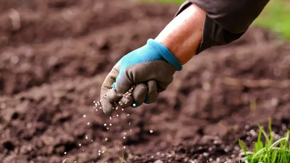 feeding plants for a bumper crop