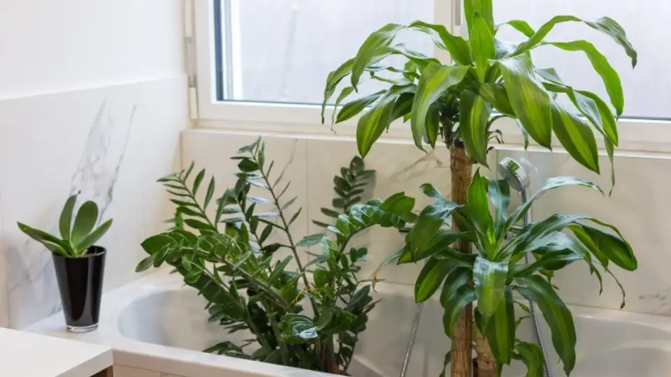 watering plants on holiday plants in bathtub