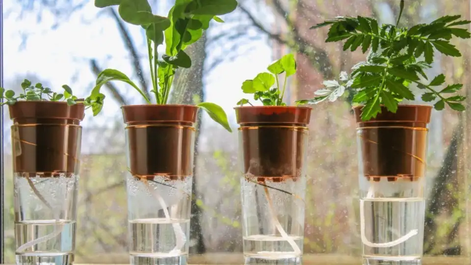 Irrigating plants over water bottles watering whilst on holiday