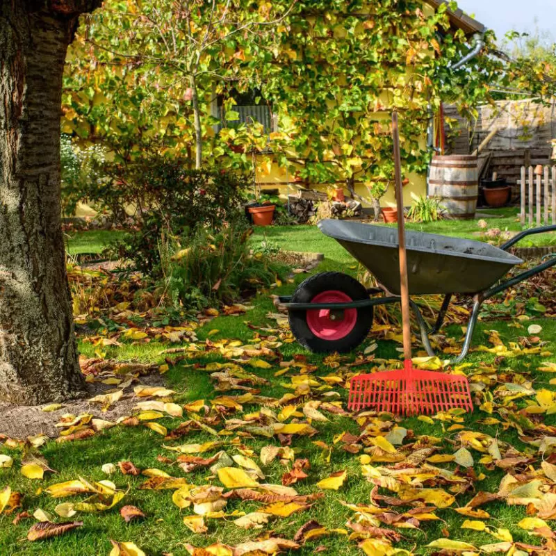 Autumn garden covered in leaves.