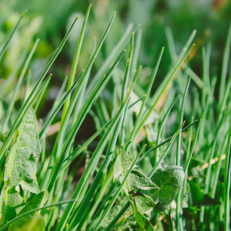 Garden weeds amongst green grass.