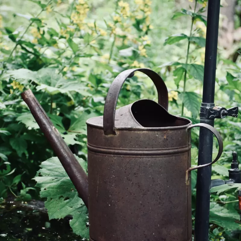 Metal watering can amongst garden plants.