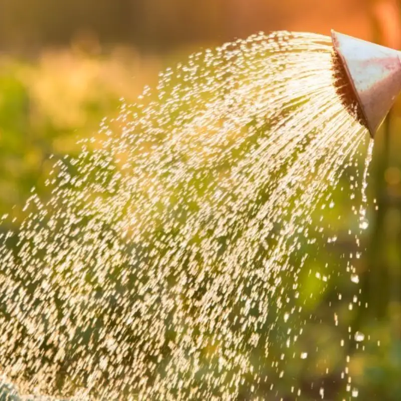 collecting rainwater for garden and planet watering can