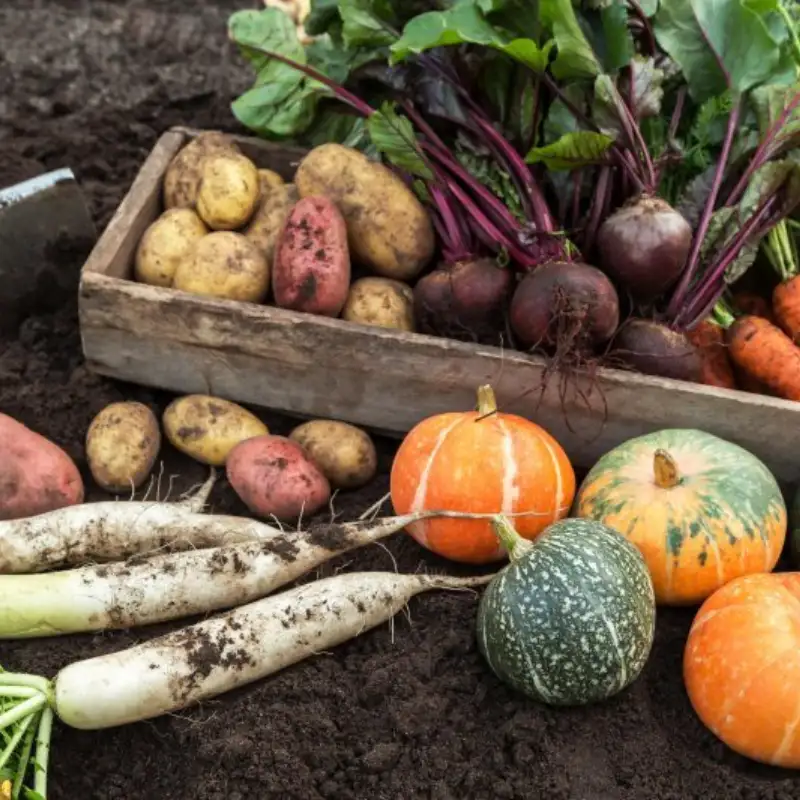 Bumper crop of vegetables feeding