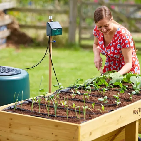 Irrigation kit watering a tomato plant