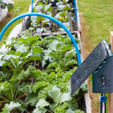 Woman using the SOL-C24 irrigation kit to water a tomato plant